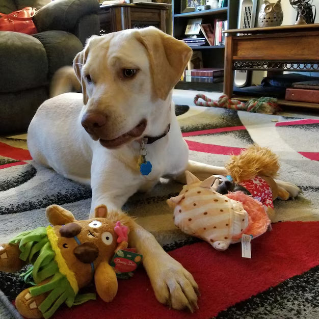 Charger la vidéo : 